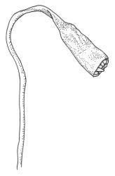 Seligeria diminuta, capsule. Redrawn from Vitt and Bartlett (1983).
 Image: R.C. Wagstaff © Landcare Research 2015 